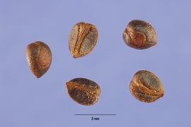   Seeds:   Parthenocissus quinquefolia ; Photo by S. Hurst, USDA-NRCS Plants Database
